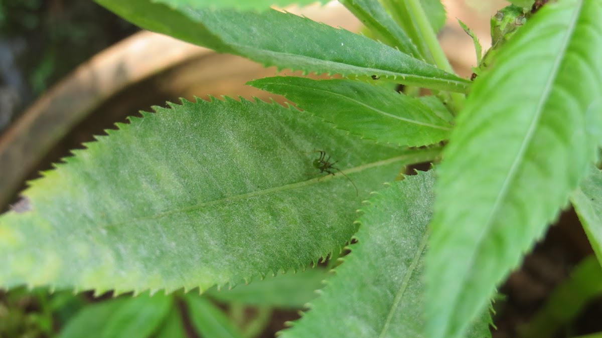 Tea mosquito as a pest on Garden balsam