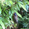 Cicada