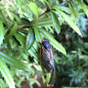 Cicada