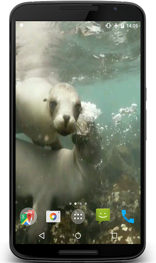 Sea Lions Video Live Wallpaper