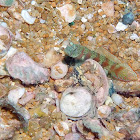 Broadbanded Shrimpgoby