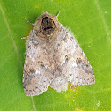 Prominent Moth