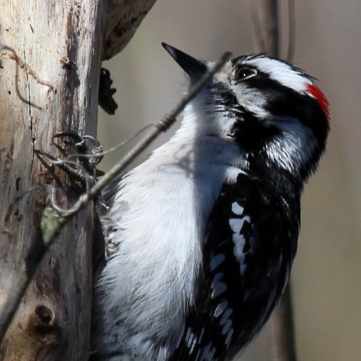 Downy Woodpecker (Male)