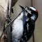 Downy Woodpecker (Male)