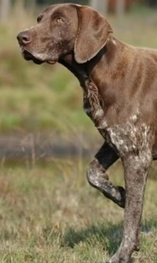 免費下載個人化APP|German Shorthaired Pointer app開箱文|APP開箱王