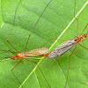 Tiger Crane Fly