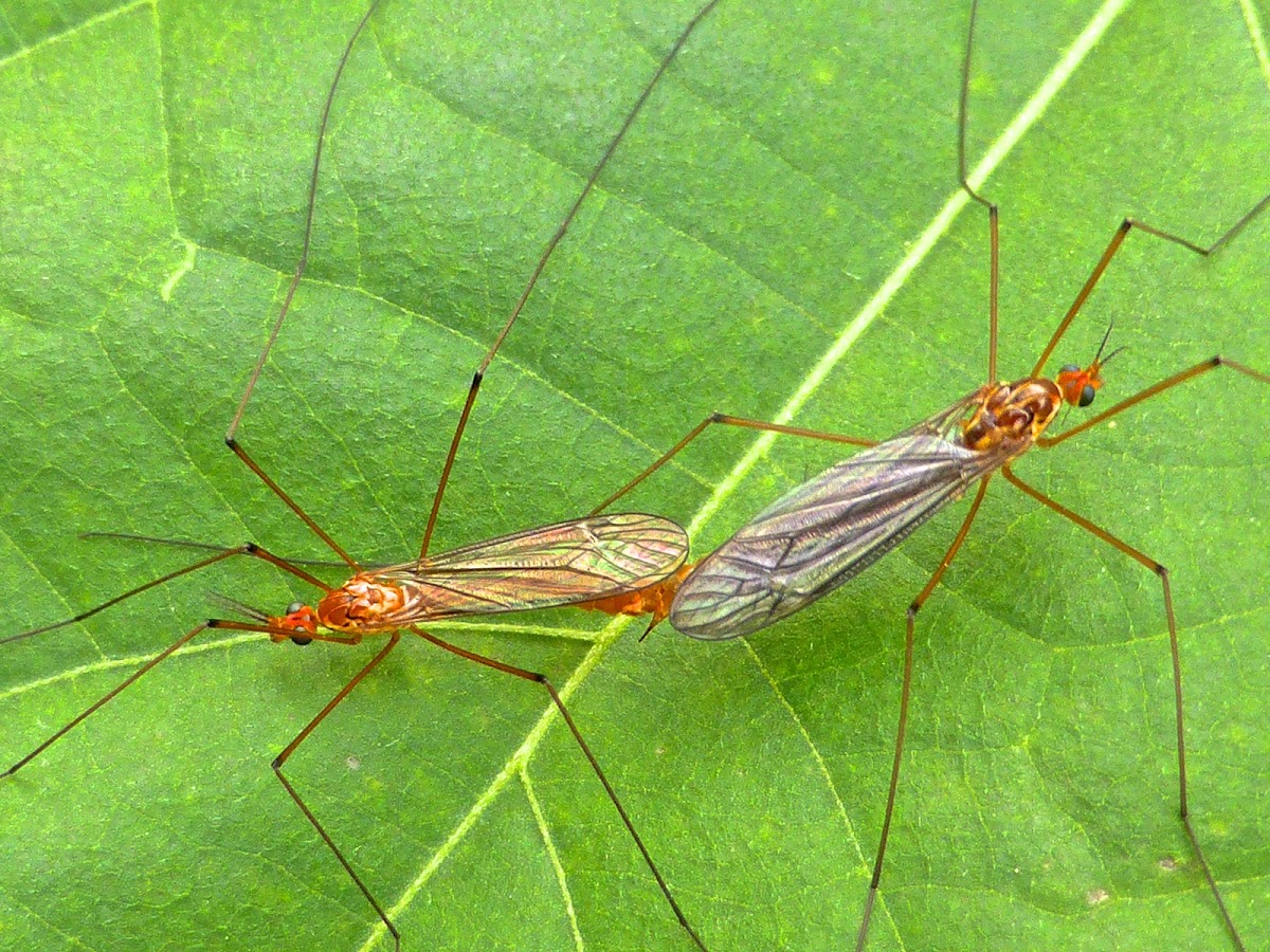 Tiger Crane Fly