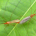 Tiger Crane Fly