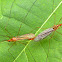 Tiger Crane Fly