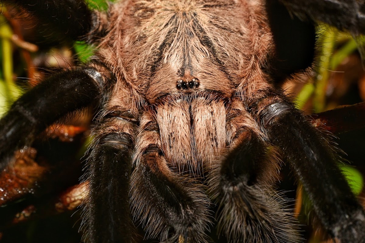 Tarantula