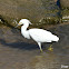 Snowy Egret