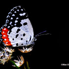 Red Pierrot