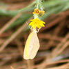 Straight-barred Grass Yellow Sulphur Butterfly