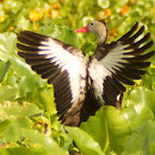 Black-bellied Whistling Duck