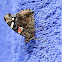 Red Admiral Butterfly