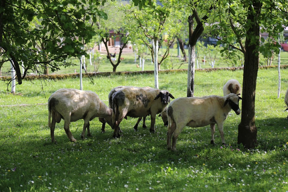 Черногория для активных туристов. Апрель-май 2017