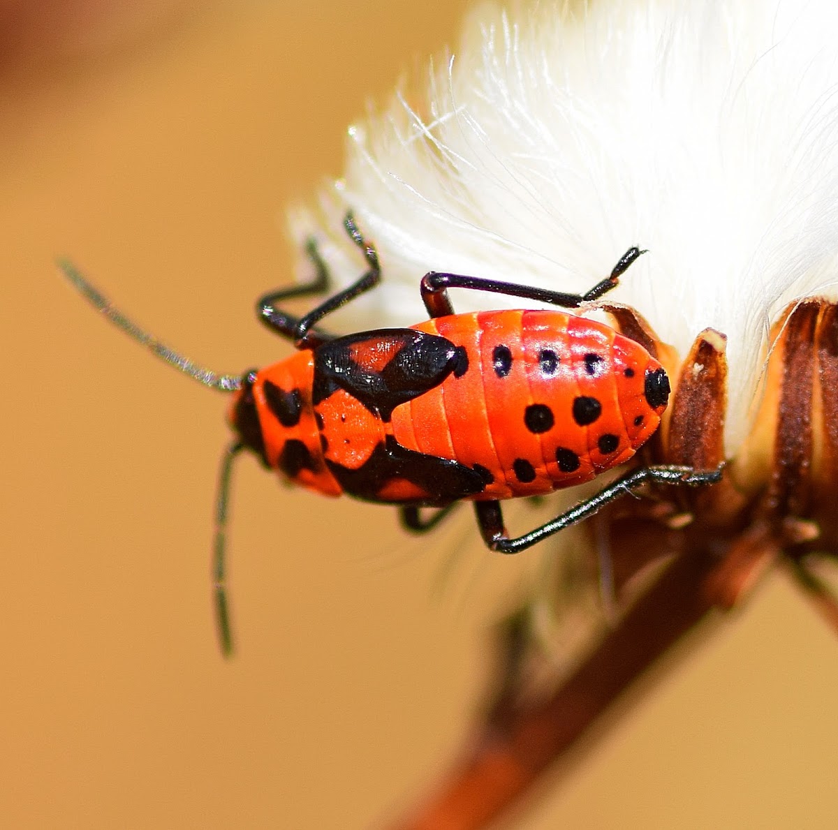 Lygaeid Bug (Nymph)