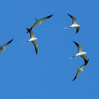 Sooty Tern