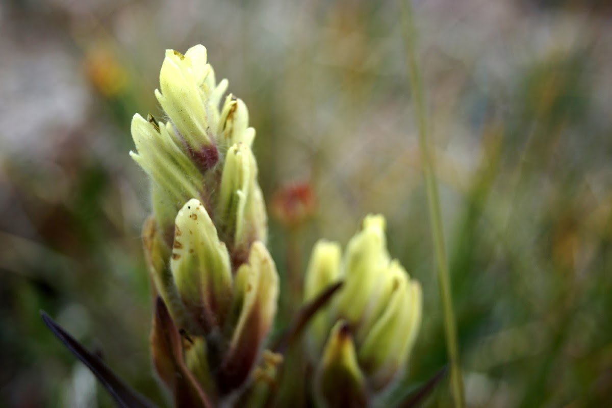 Yellow (Sulfur) Paintbrush