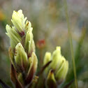 Yellow (Sulfur) Paintbrush