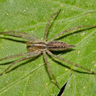 Grass Spider