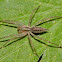 Grass Spider