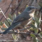 Subalpine Warbler; Curruca Carrasqueña