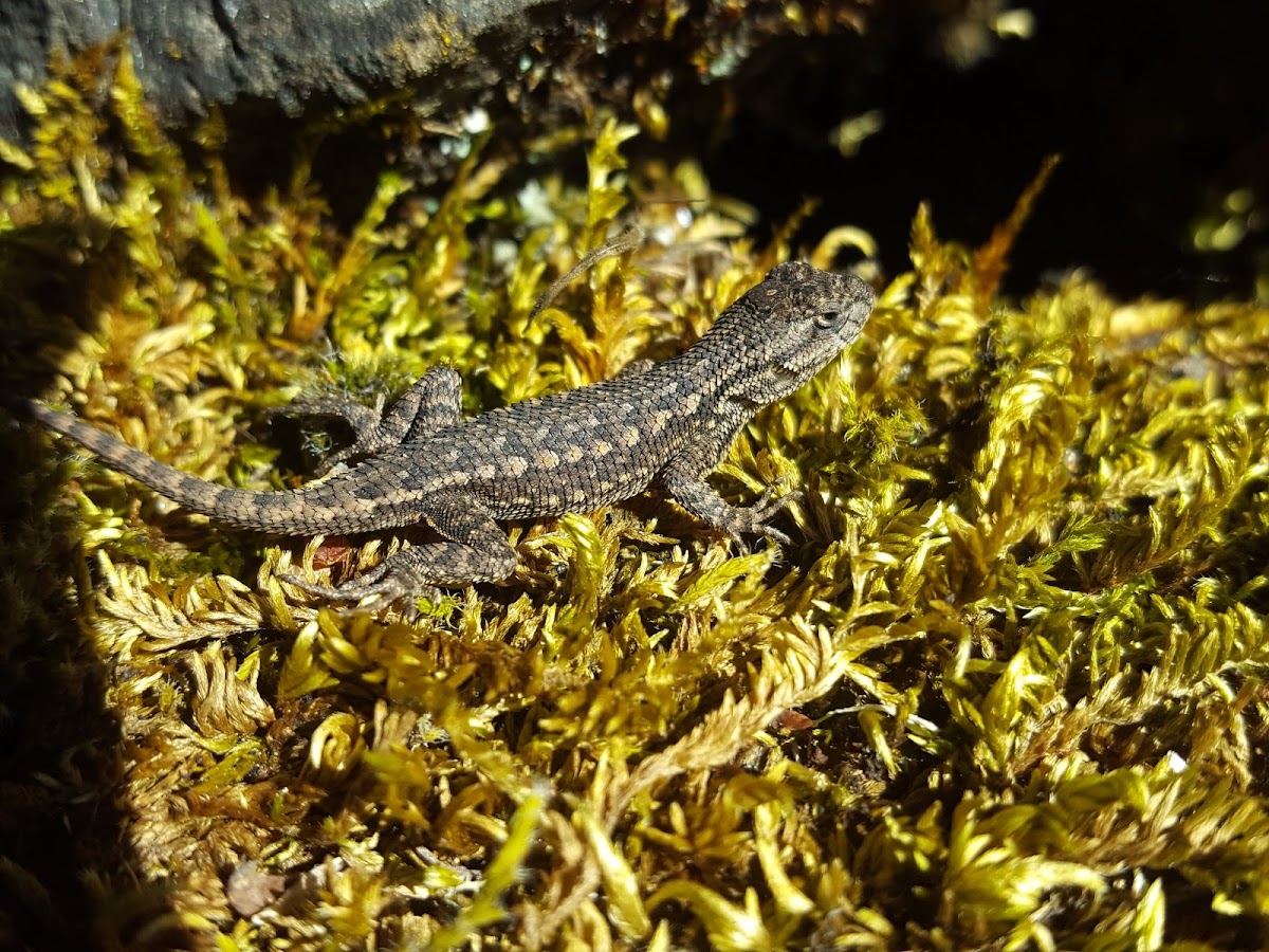 Sagebrush Lizard