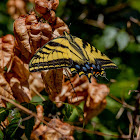 Two Tailed Swallowtail