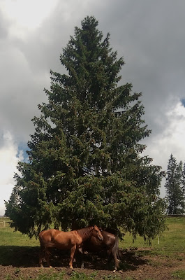 La natura e i suoi abitanti di EleBuuh