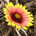 Blanket Flower