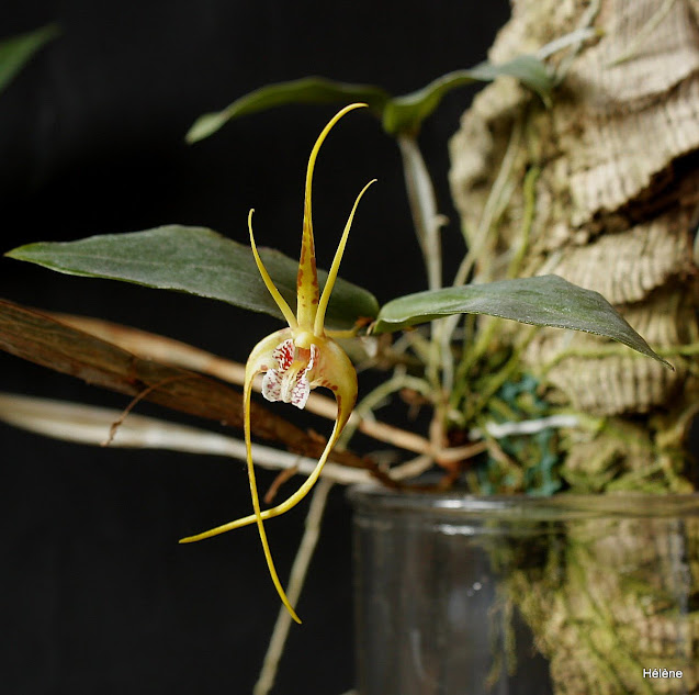 Dendrobium tetragonum subsp. giganteum 2NQkaeOHk9BkvdsfMBrLVeiCKrprPxEhqkawPl4lPWVAP9XVzbiFaHYPghs_56jK_o5eAvHaLF4CTjxQfBv1itqdEEjWFqPk23cXjxGup_pZa_TLfQNDA9SeSl2rFK-3egGBg4NTJsV1PV2RAqFEZLa9ikh2ZV0Tk0wNDouagPSb_pfol0nShDqwy5bLeRt0GteoWMvFM0B9pzRODaMAYBtNoV5AC2PiutV3QExUBTFiHc4P_PllETCRNmksDbeWh-xAgQwVdaS3UQT20hBbz-Rcua8Fe_DWGGr2lF4-hdwL0q1Gzpc5KiUM6eOnDt4xwcWqvBFR3AOS0yaguUyDUkcrMl_WXlGajUe6LpNXKJyKGI2-nPznkKImB5TBSP92jzP0rYXQH2eLt2oKUzgDEoyDePLUAjHXo3DUUm44bw7jOMMoVSg4m77-LsoT2XSm40Akvs4Loy2jmkGKHh3Lkw2L7e-DhBBB-jcIdzWb7H9CTDVT92L7kemYu7eC2cp8TgpQlpFTothztSmI5JfnC22YVJsSDv02Cf52VhHSX6iac9-ugjbX4H_uc3kXe_vOGvi1sA=w637-h633-no