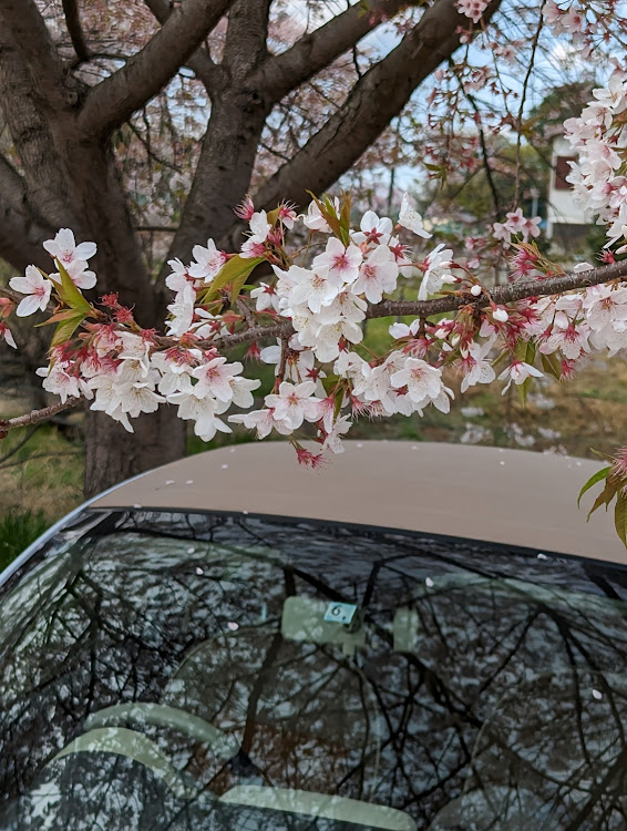 500Cのいつもありがとうございます・ソロドライブ・桜とコラボ・サクラと愛車・穏やかな1日に関するカスタム事例の投稿画像4枚目