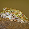 Green-eyed Tree Frog