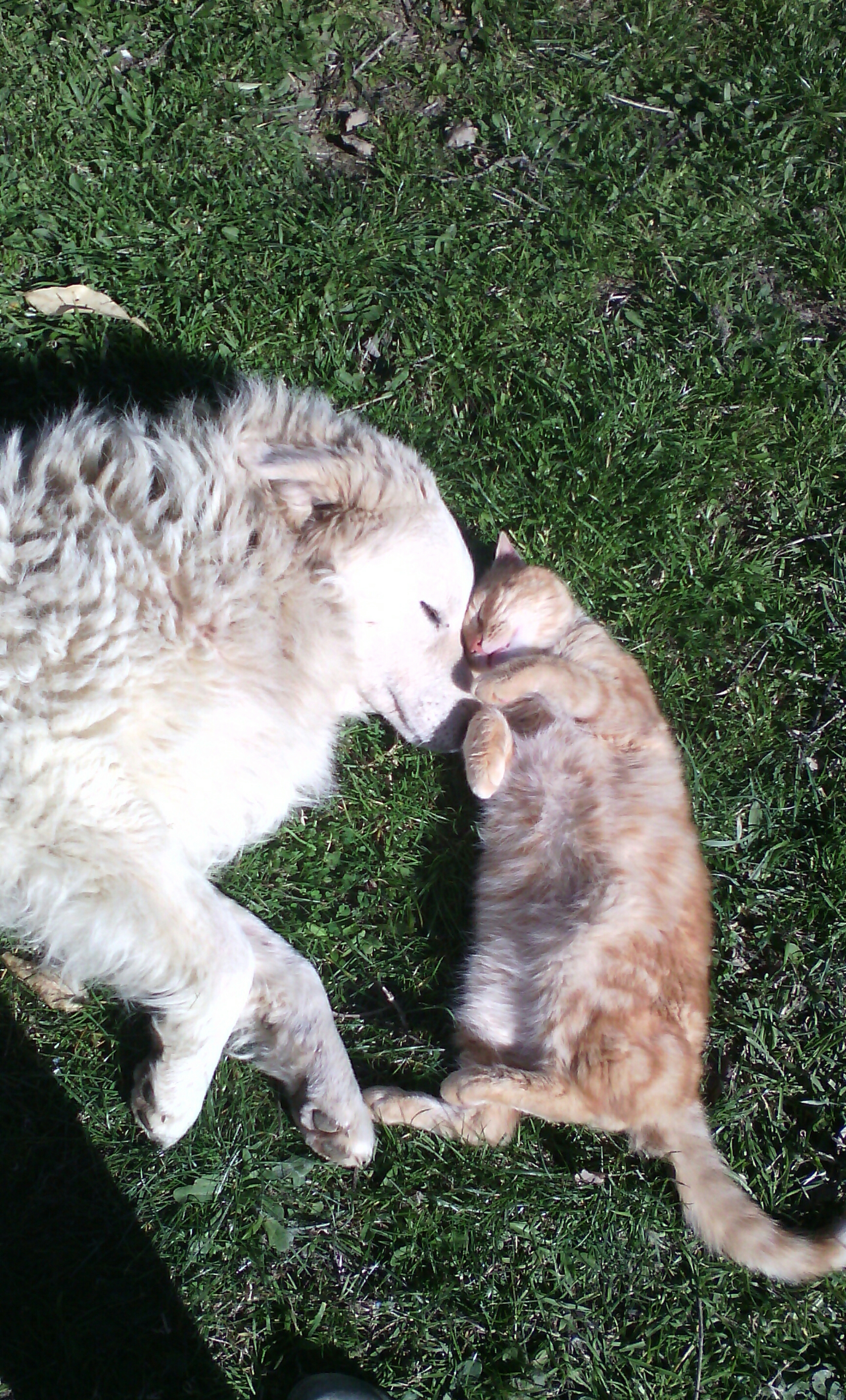 Cane e gatto... di Da