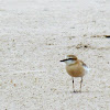 White-fronted plover