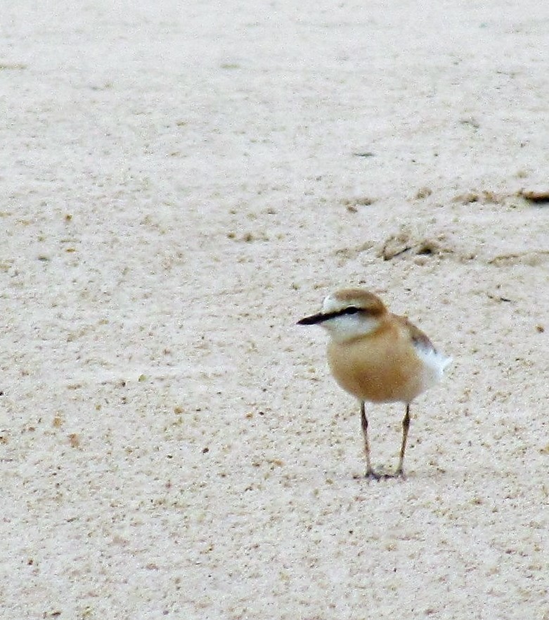 White-fronted plover