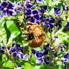 Sonoran Carpenter Bee (Male)/ Nalo Nui