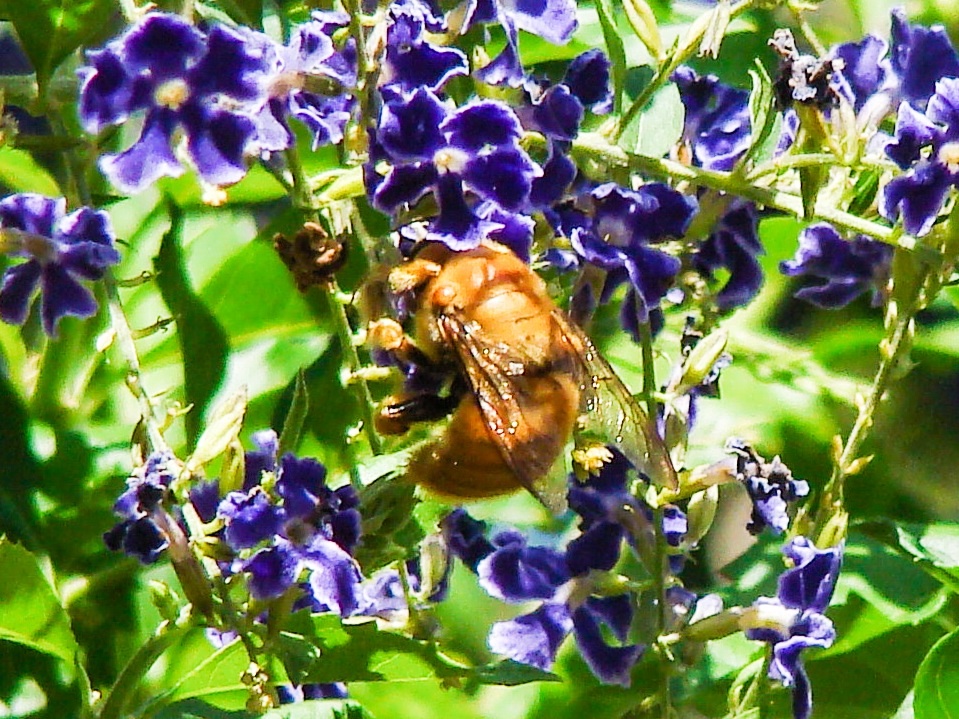 Sonoran Carpenter Bee (Male)/ Nalo Nui