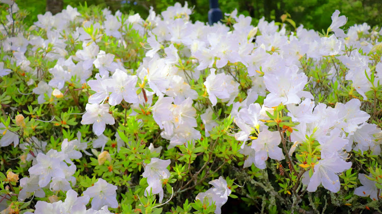 CR-Vの山ドライブ・公園とダム・快晴の青空・鳥の囀・花に関するカスタム事例の投稿画像20枚目