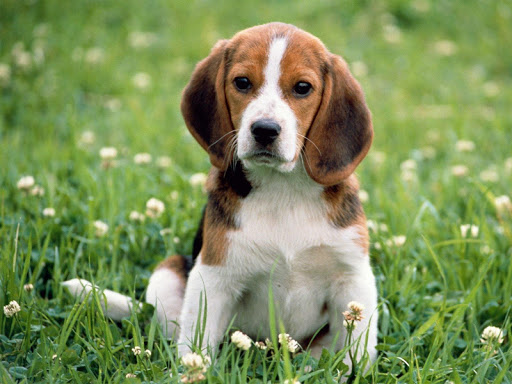 Beagle Dog HD Live Wallpaper