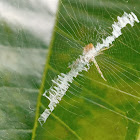 Little argiope spides web