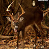 White-tailed deer