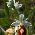 Hypochromatic Ophrys ferrum-equinum