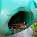 Motorbike Frog