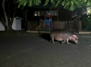 A hippo took a casual stroll through the streets of St Lucia on Sunday night, while residents remained in lockdown.