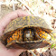 Eastern Box Turtle