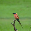 Carmine bee eater