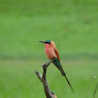 Carmine bee eater