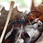 Lanceolate Wolf Spider